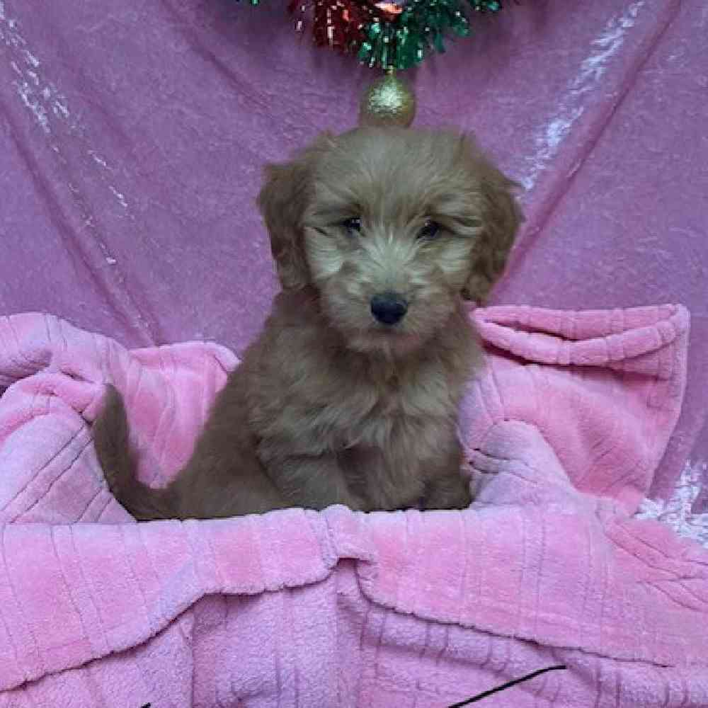 Female Golden Retriever/Miniature Poodle Puppy for sale