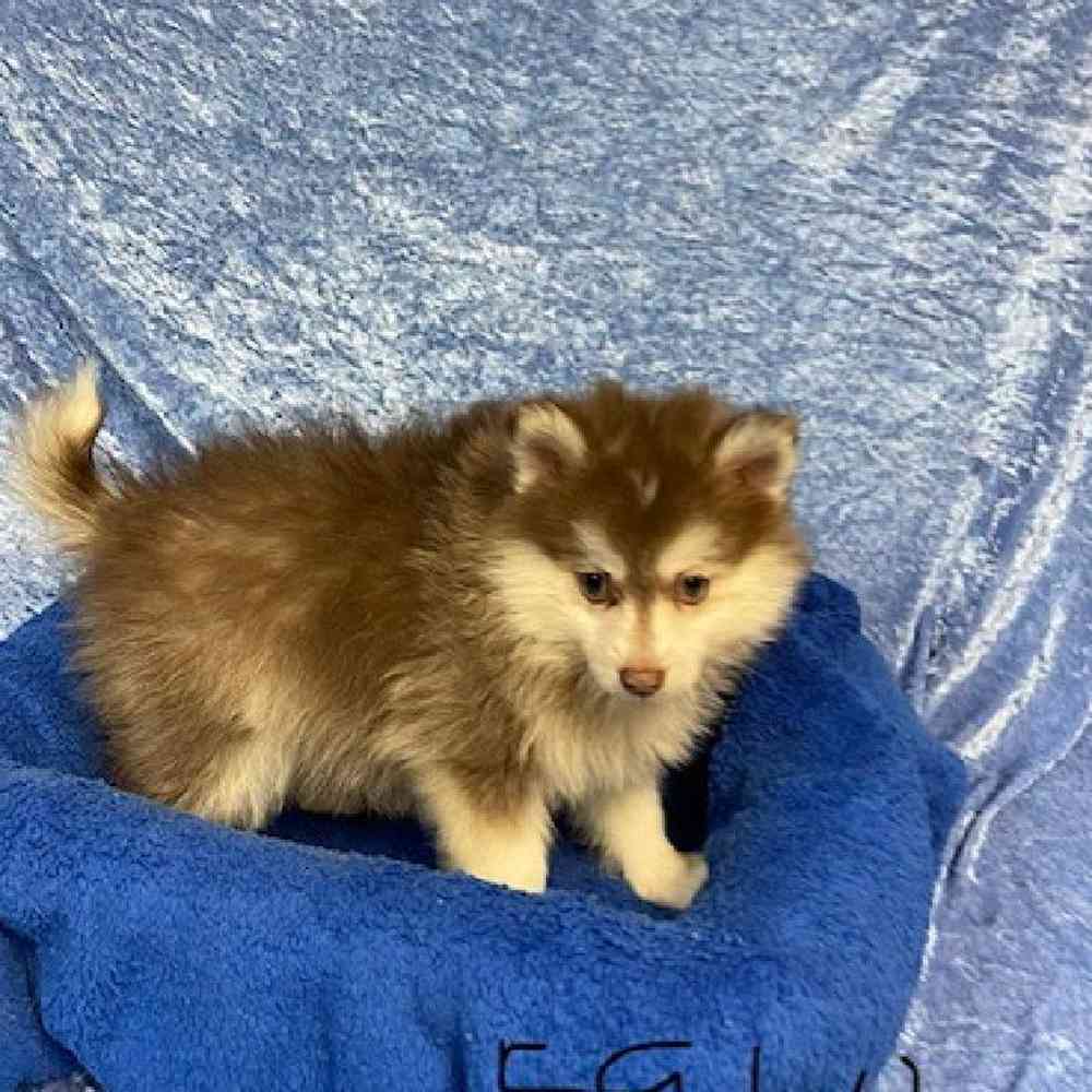 Male Pomeranian/Siberian Husky Puppy for sale