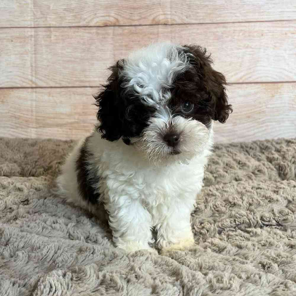 Male ShihTzu/Poodle Puppy for Sale in OMAHA, NE