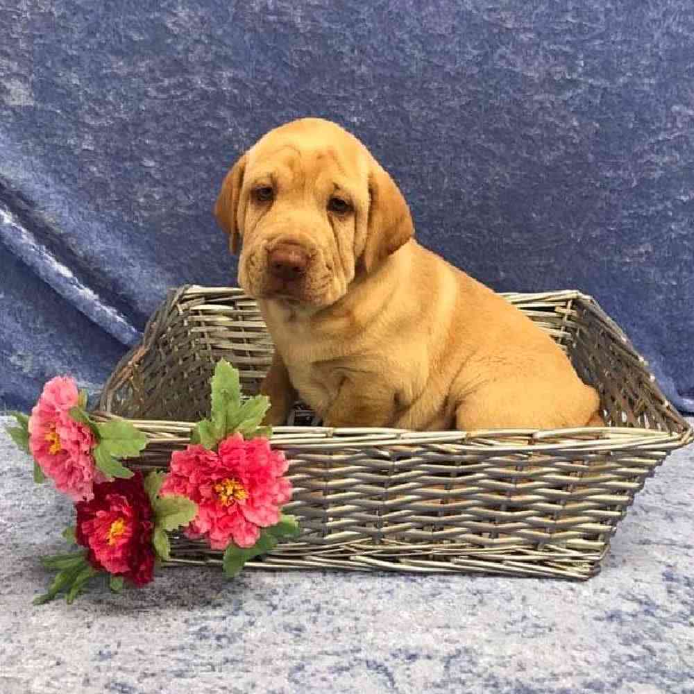 Male Cocker Spaniel/Chinese Shar Pei Puppy for Sale in OMAHA, NE