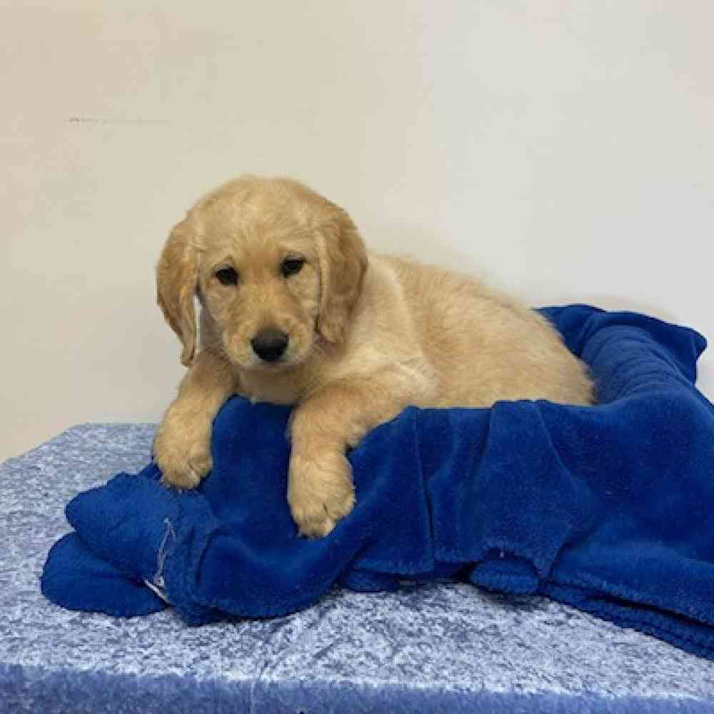 Male Labrador Retriever/ Poodle Puppy for sale