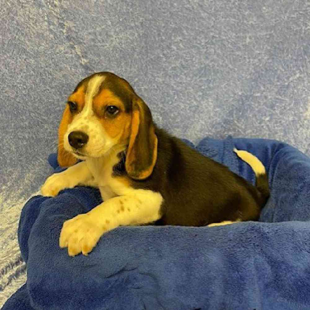 Male Beagle Puppy for sale