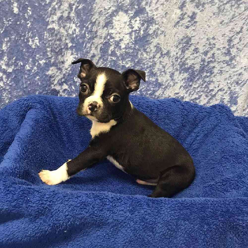 Male Boston Terrier Puppy for Sale in OMAHA, NE