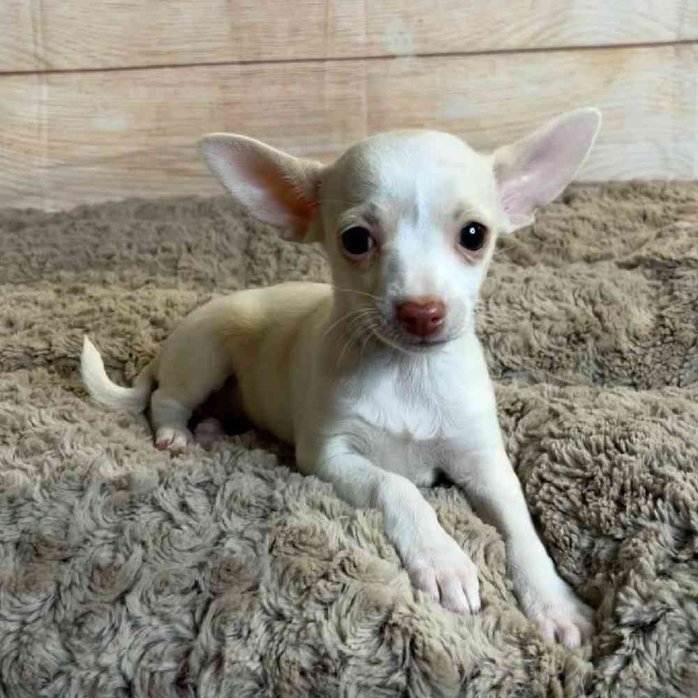 Female Chihuahua Puppy for Sale in OMAHA, NE