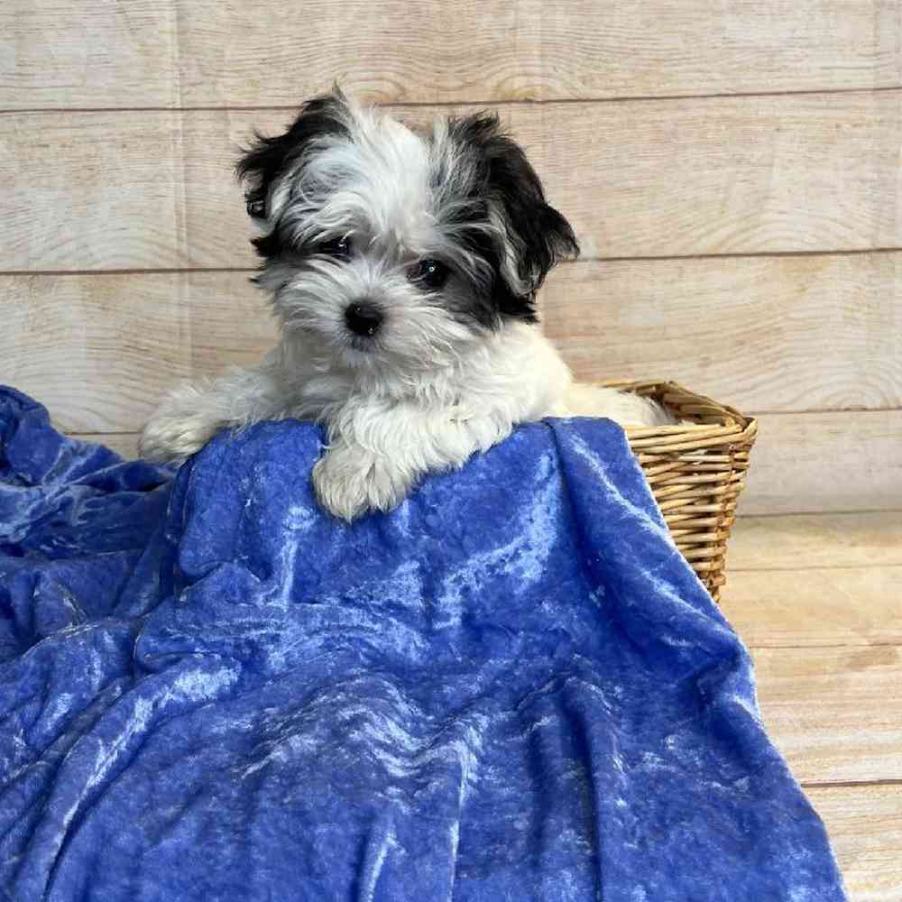 Male Yorkshire Terrier/Maltese/Pekingese Puppy for Sale in OMAHA, NE