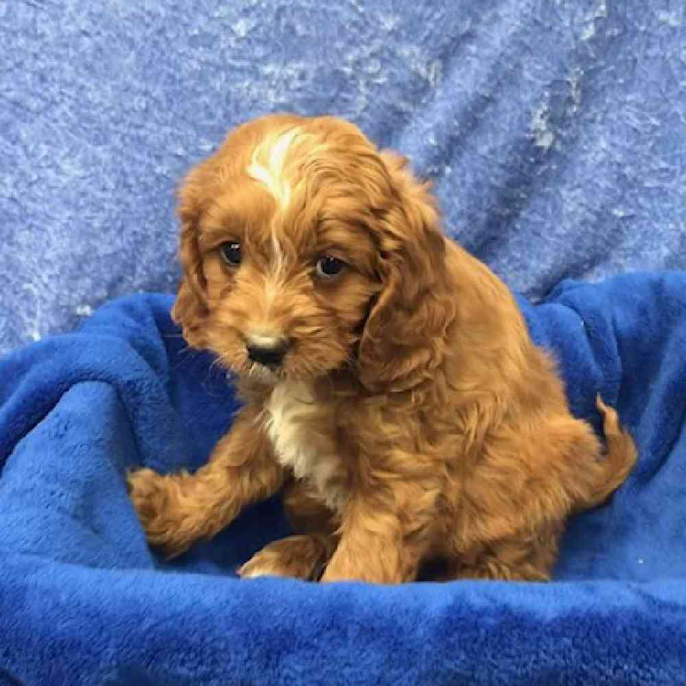 Male Cavalier King Charles/Poodle Puppy for Sale in OMAHA, NE