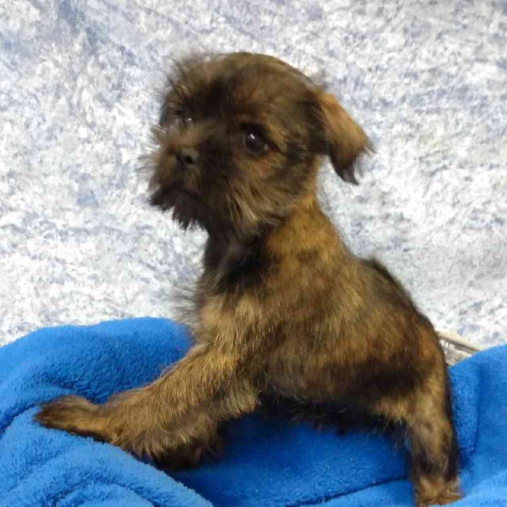 Male Shih tzu/ Miniature Schnauzer Puppy for sale
