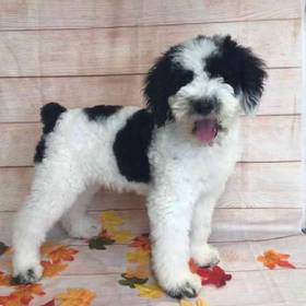 Old English Sheepdog/Poodle