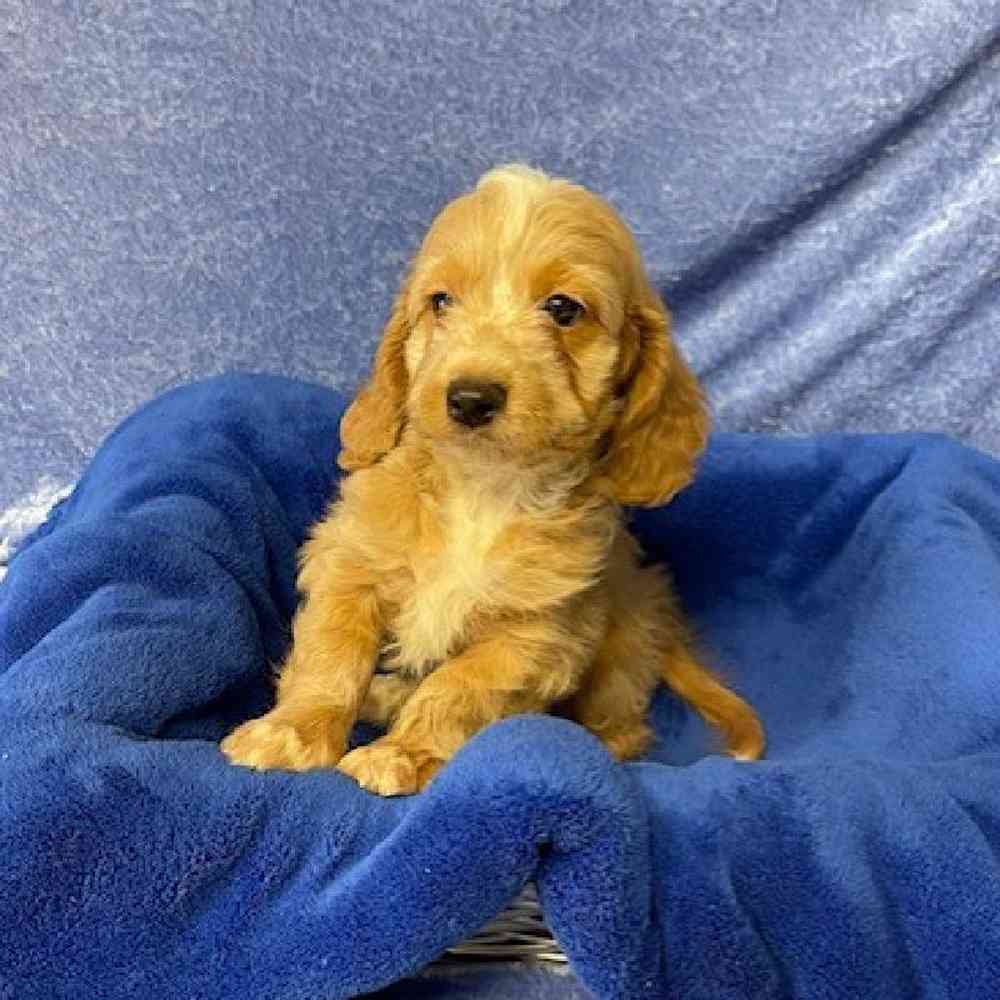 Male Dachshund/Poodle Puppy for sale