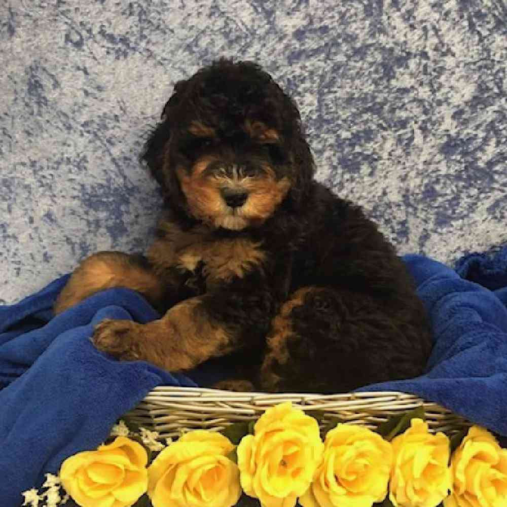 Male Bernese Mountain Dog/Poodle Puppy for Sale in OMAHA, NE