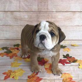 Bulldog