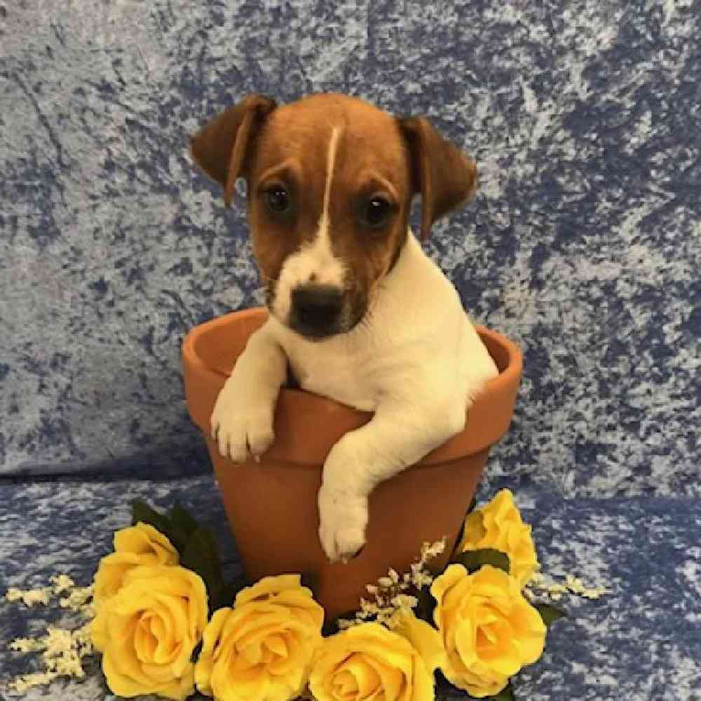 Male Jack Russell Terrier Puppy for Sale in OMAHA, NE