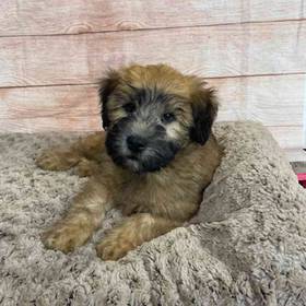 Soft Coated Wheaten Terrier
