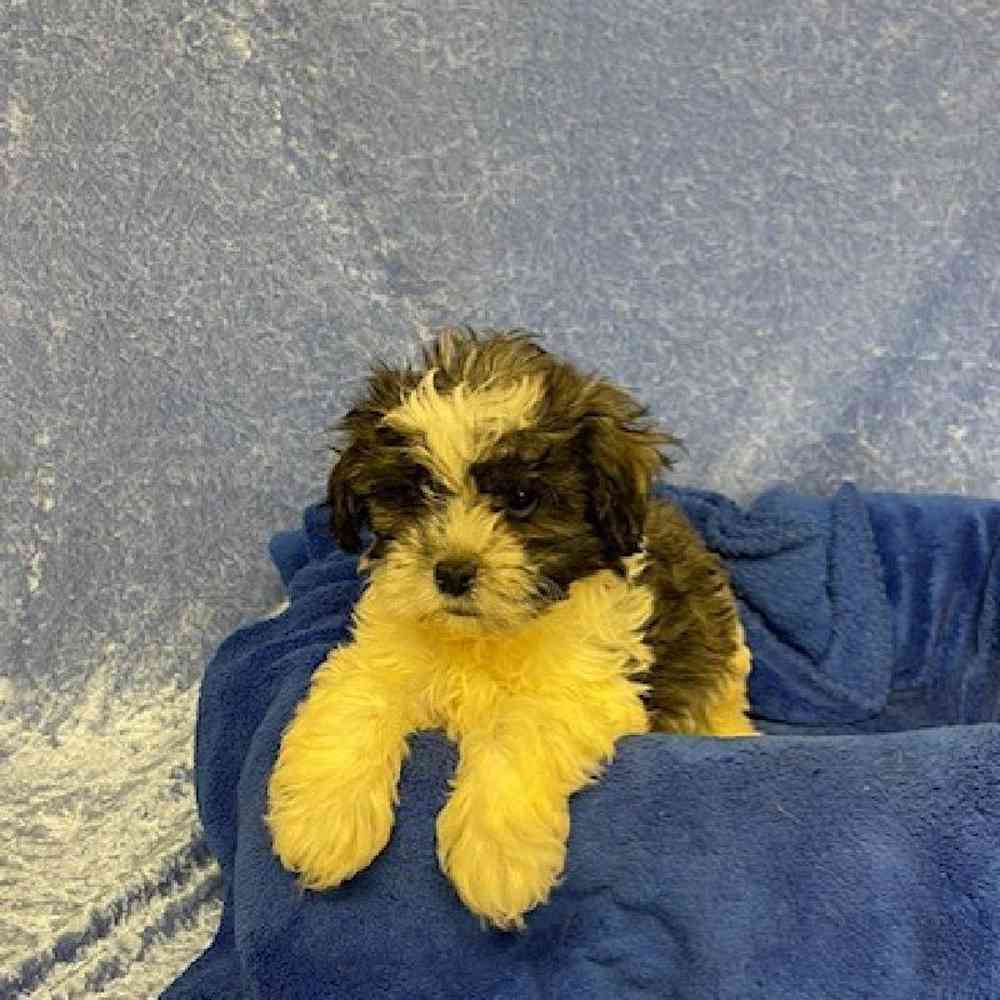 Male ShihTzu/Poodle Puppy for sale