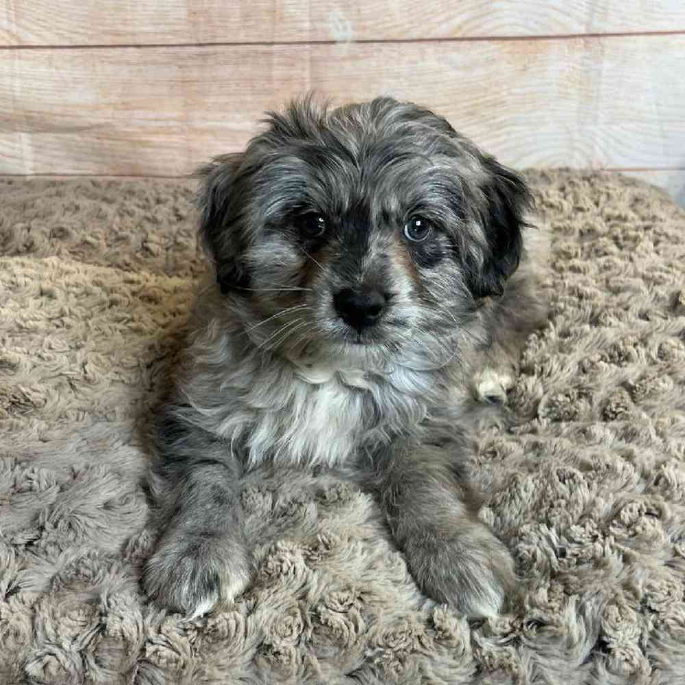 Male Miniature Australian Shepherd/ Poodle Puppy for Sale in OMAHA, NE