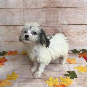 Havanese / Poodle / Chinese Crested