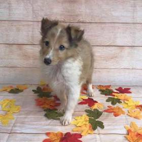 Shetland Sheepdog