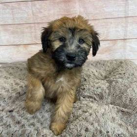 Soft Coated Wheaten Terrier