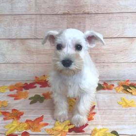 Miniature Schnauzer