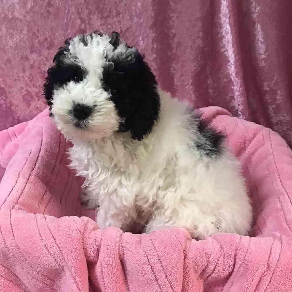 Female Old English Sheepdog/Poodle Puppy for sale