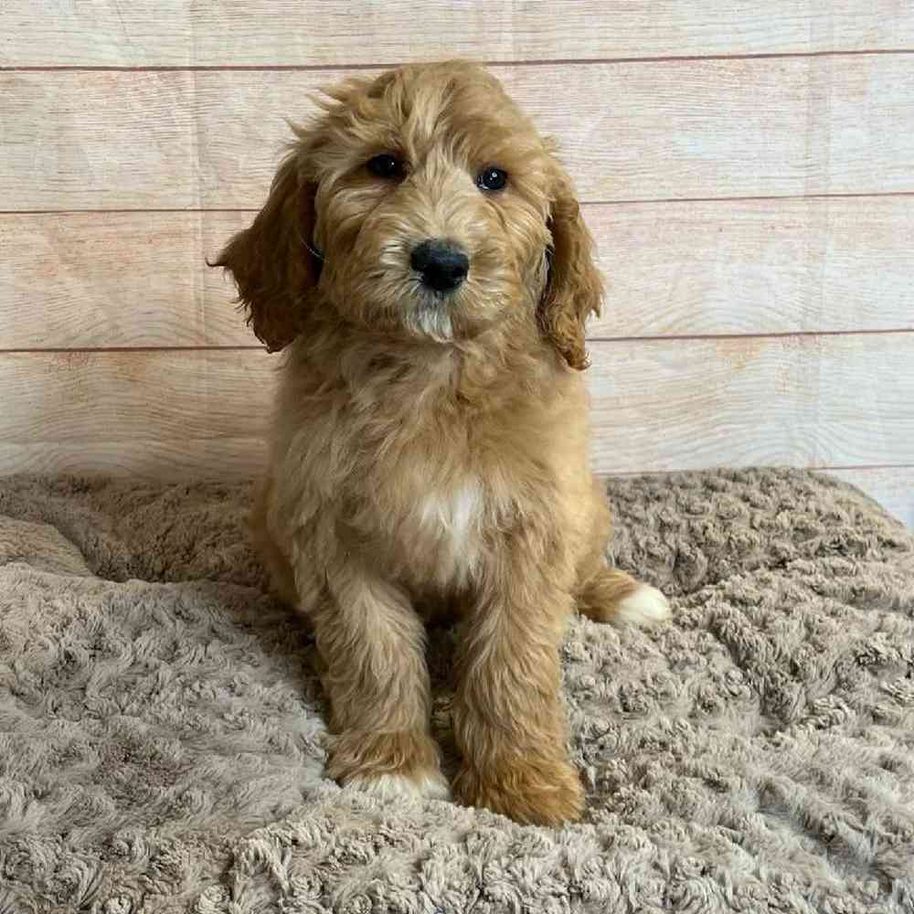 Female Golden Retriever/ Poodle Puppy for Sale in OMAHA, NE