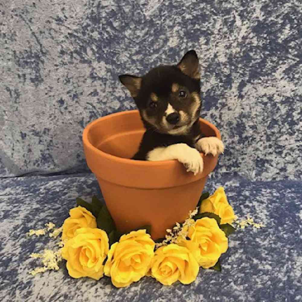 Male Shiba Inu Puppy for Sale in OMAHA, NE