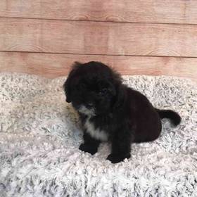 ShihTzu/Poodle