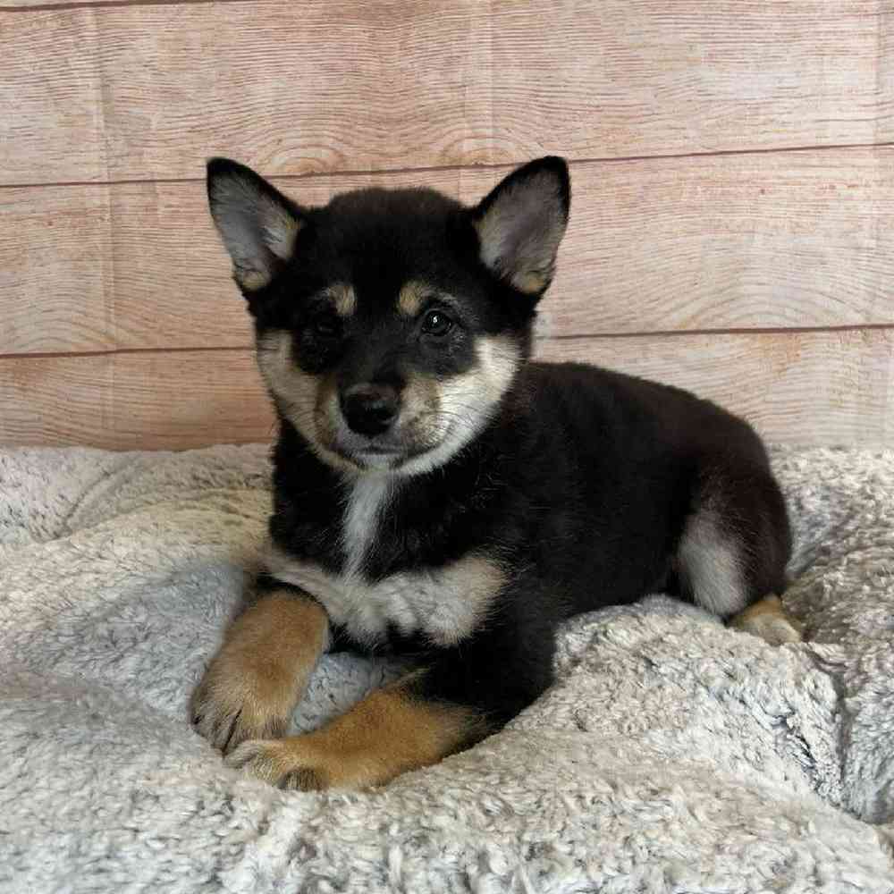 Female Shiba Inu Puppy for Sale in OMAHA, NE