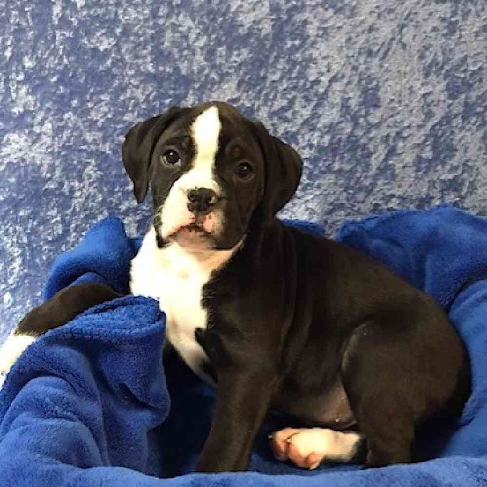 Male Boxer Puppy for sale