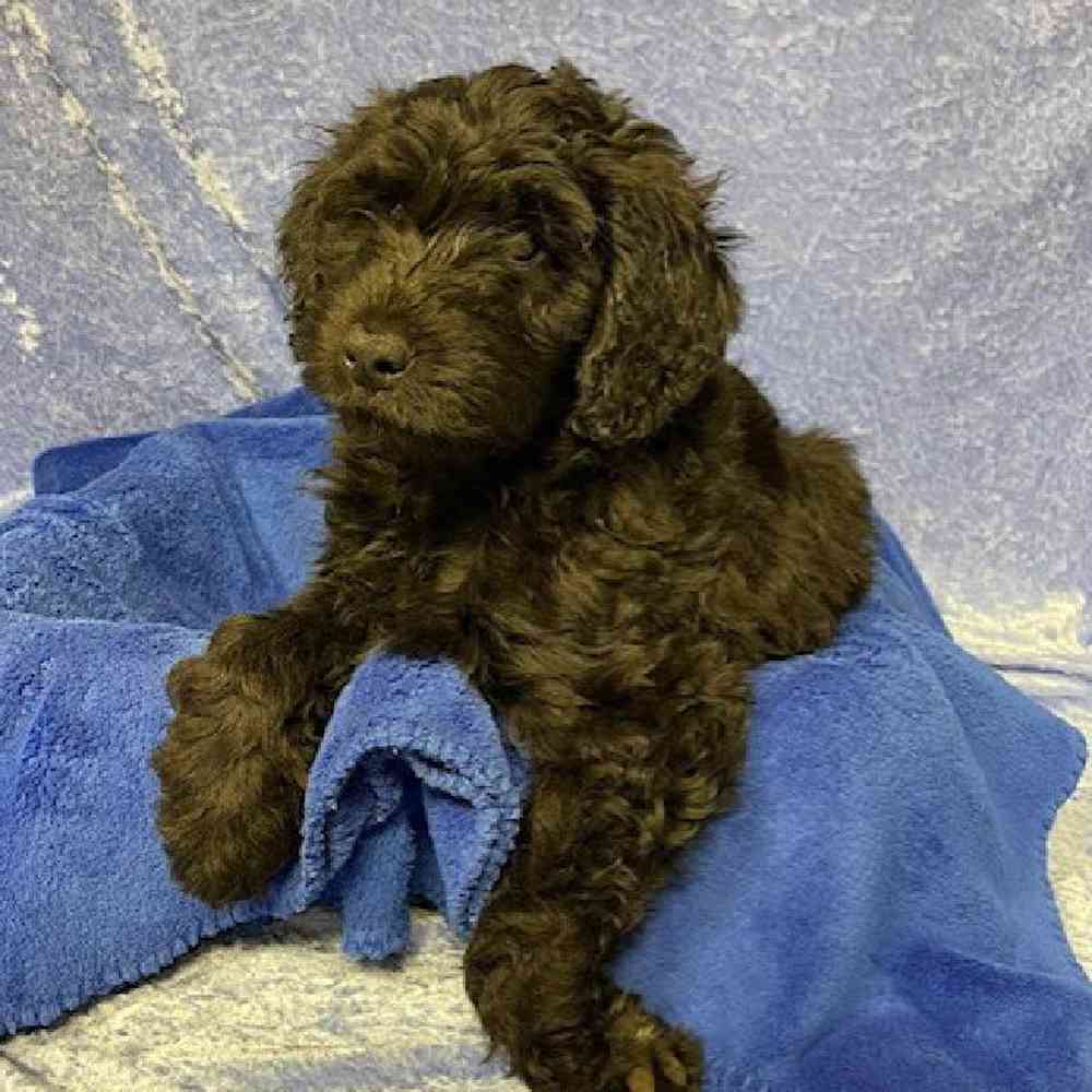 Male Soft Coated Wheaten Terrier/ Poodle Puppy for sale