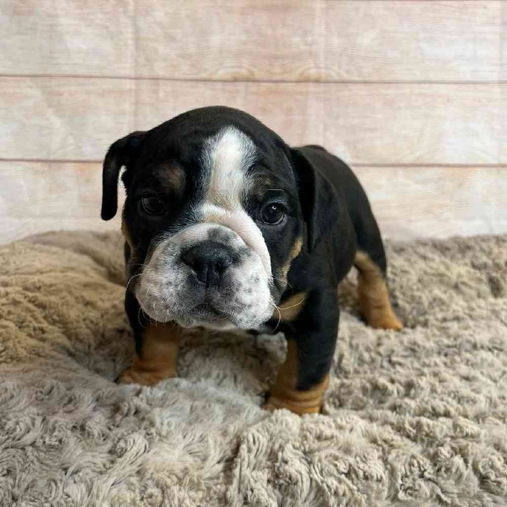 Male Bulldog Puppy for Sale in OMAHA, NE