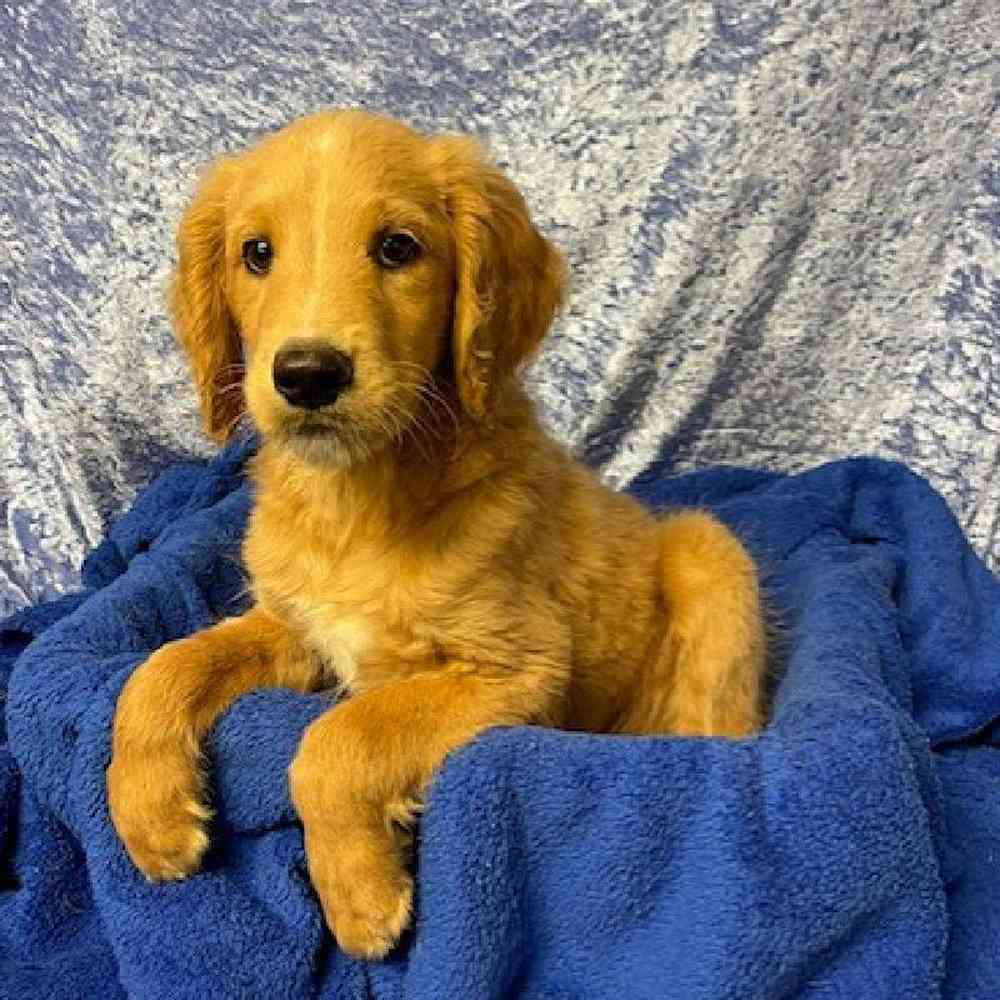 Male Golden Retriever/ Poodle Puppy for sale