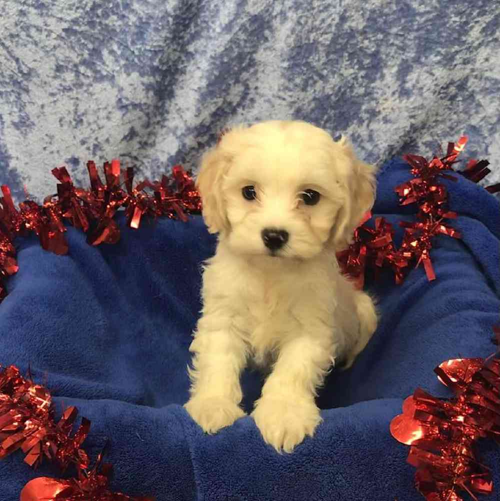 Male Cavalier King Charles Spaniel/ Bichon Frise Puppy for Sale in OMAHA, NE