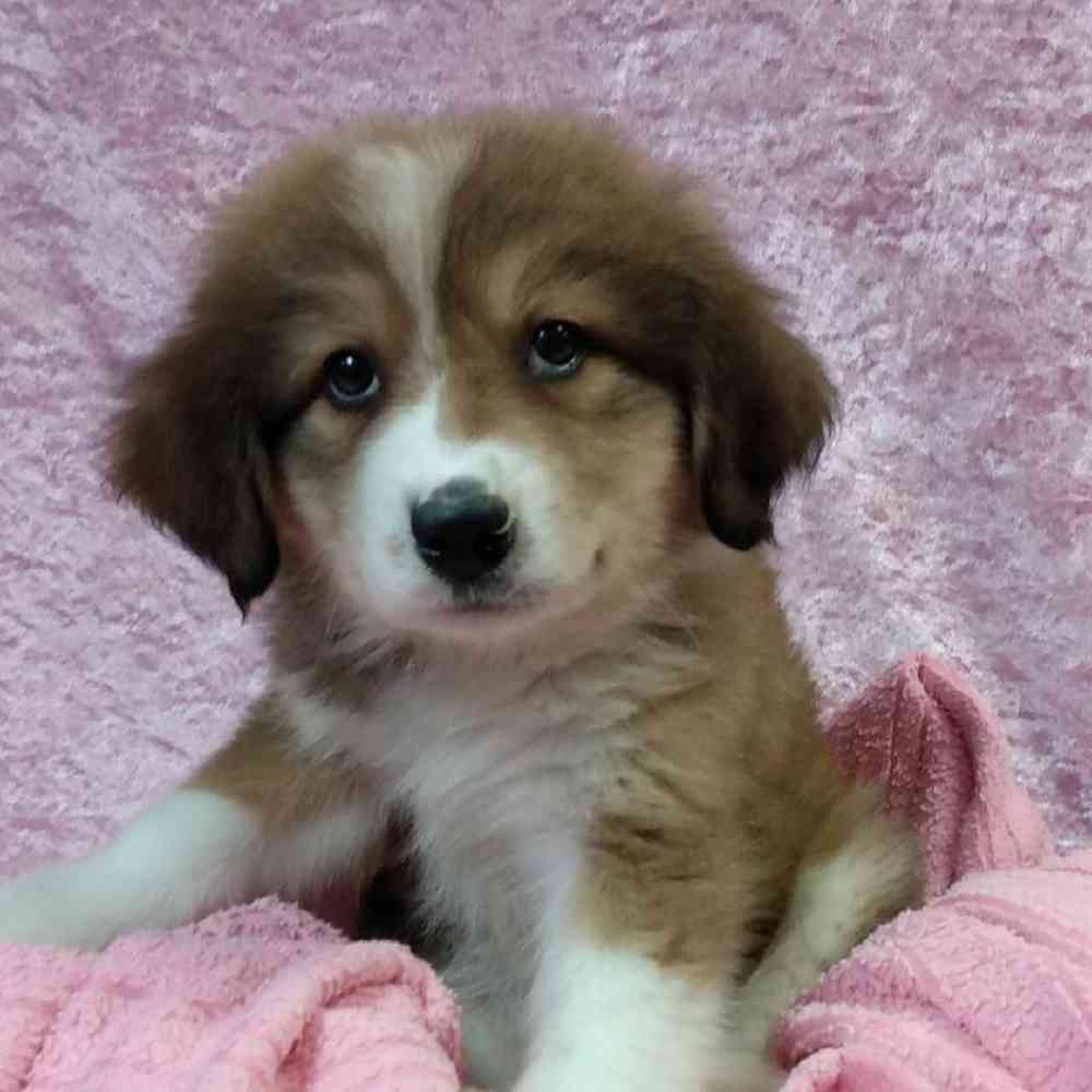 Female Great Pyrenees/ Bernese Mountain Dog Puppy for sale