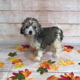 Havanese / Poodle / Chinese Crested