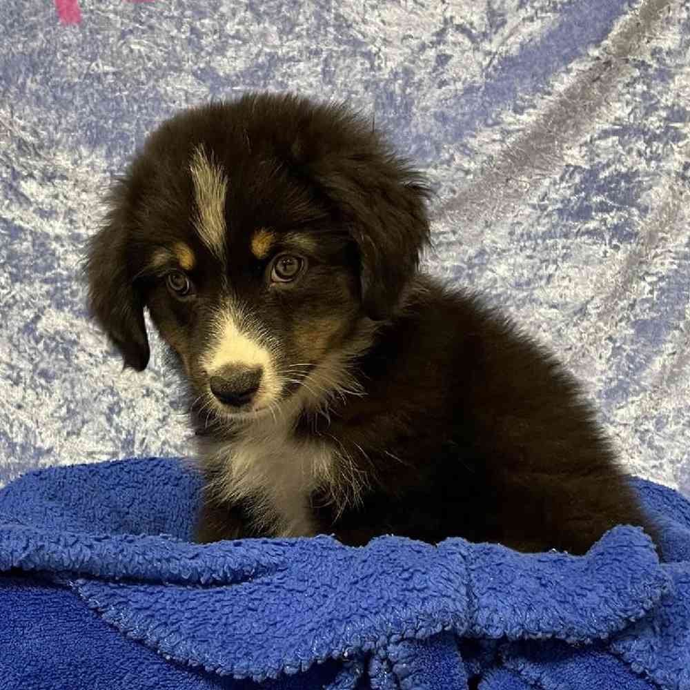 Male Miniature Australian Shepherd Puppy for sale