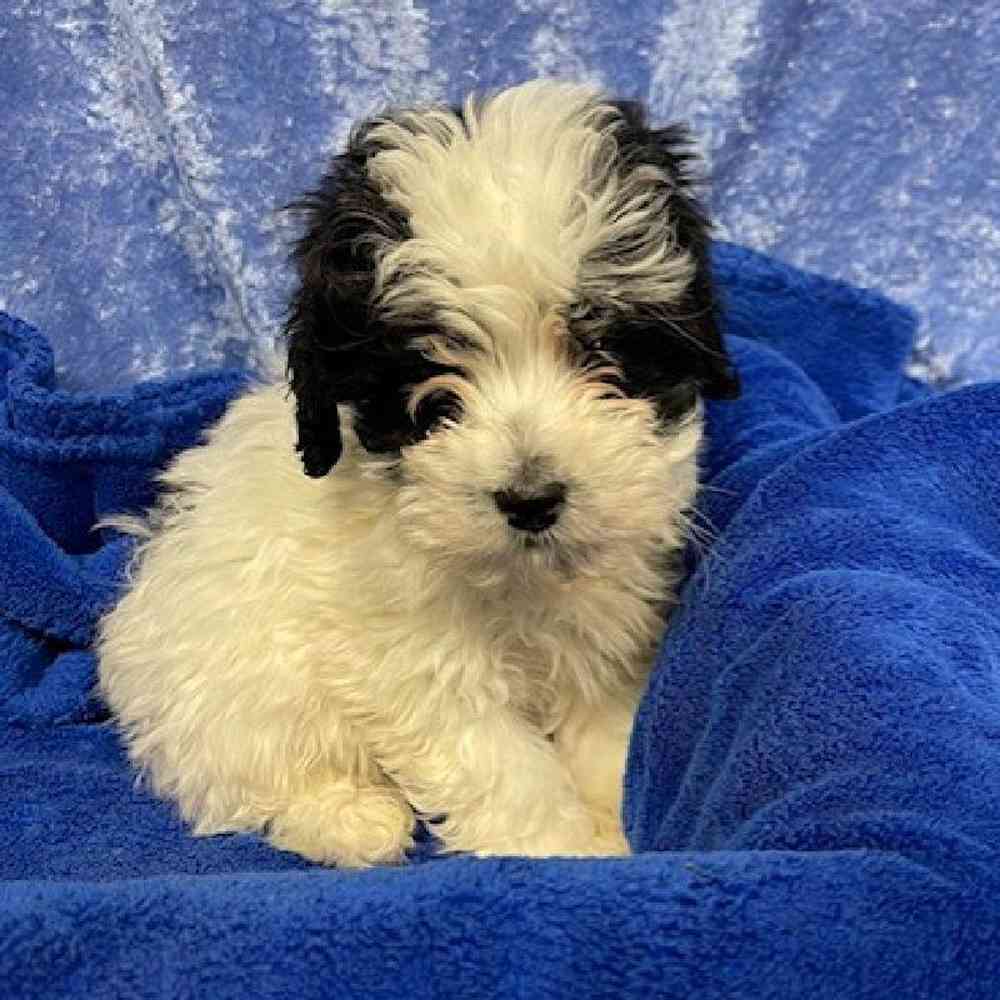 Male Maltese-Poodle Puppy for sale