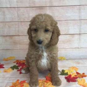 Golden Retriever/ Poodle