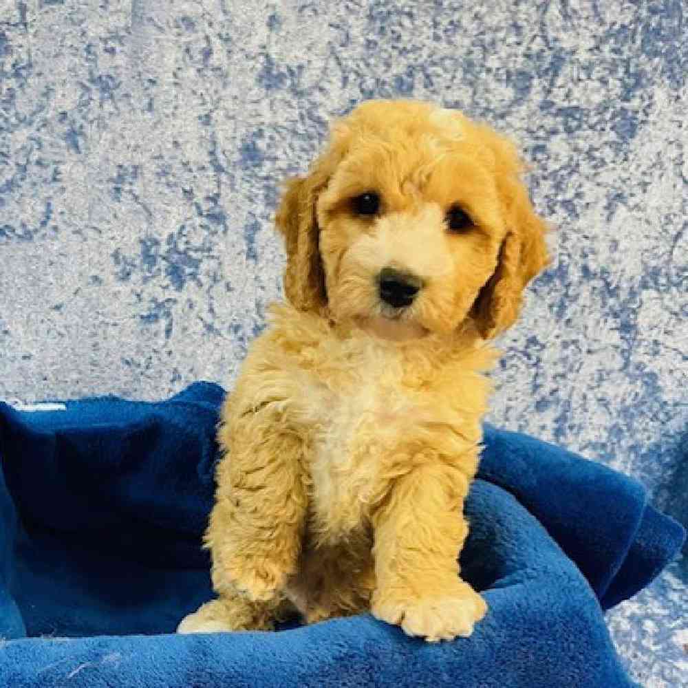 Male Bichon Frise-Poodle Puppy for sale