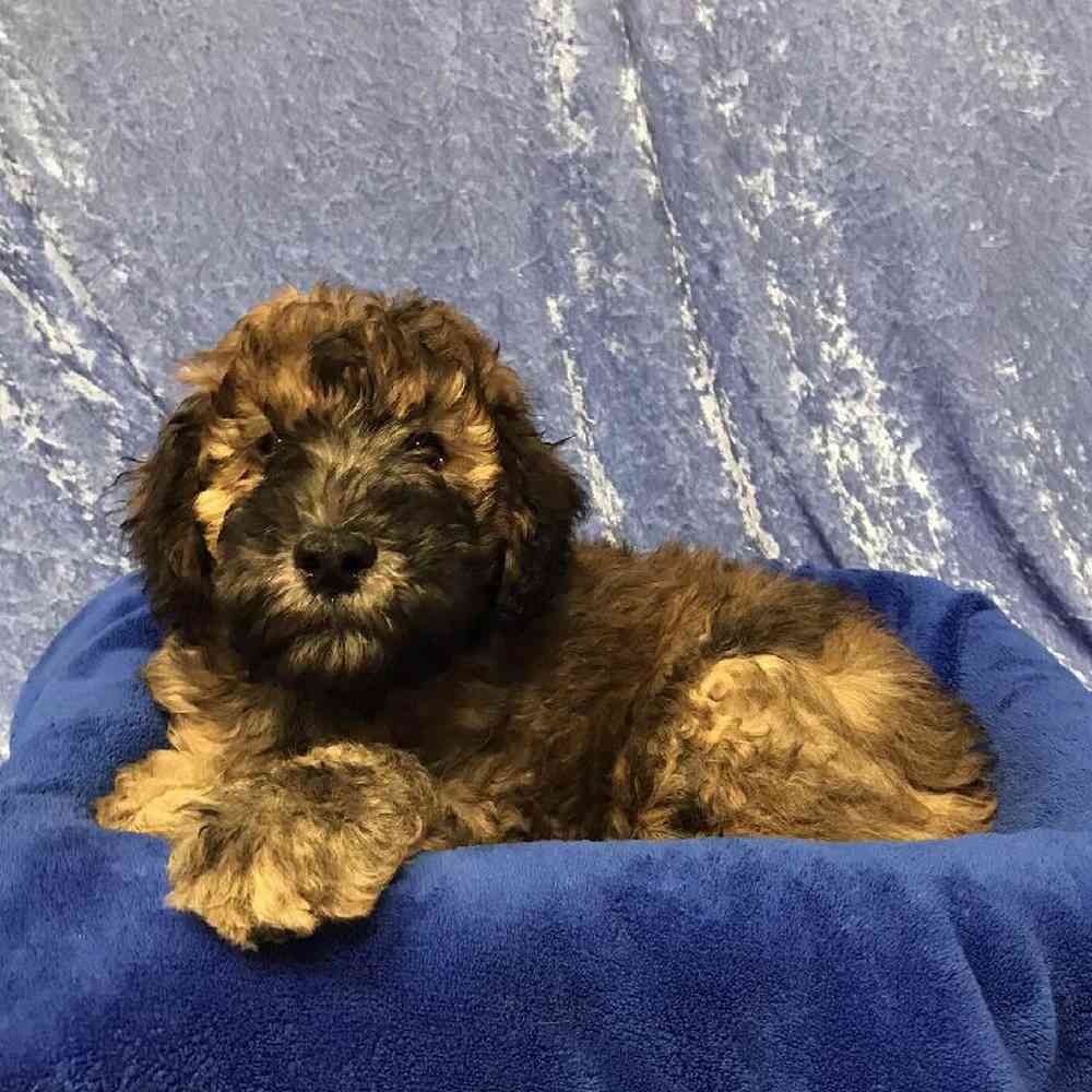 Male Soft Coated Wheaten Terrier/ Poodle Puppy for sale