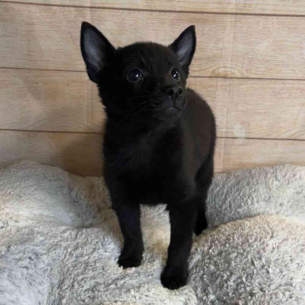Female Schipperke Puppy for Sale in OMAHA, NE