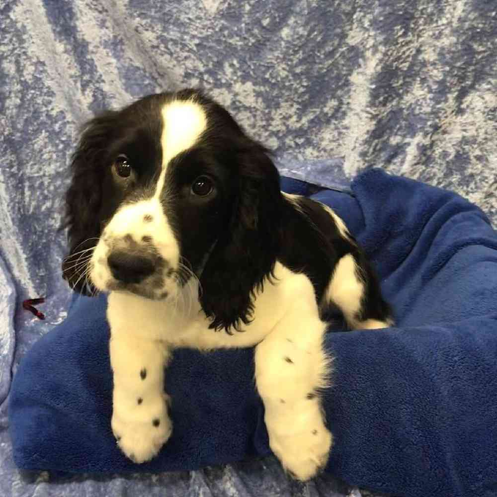 Male English Springer Spaniel Puppy for Sale in OMAHA, NE
