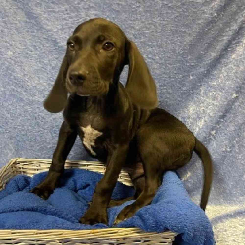 Male Weimaraner/Beagle Puppy for sale