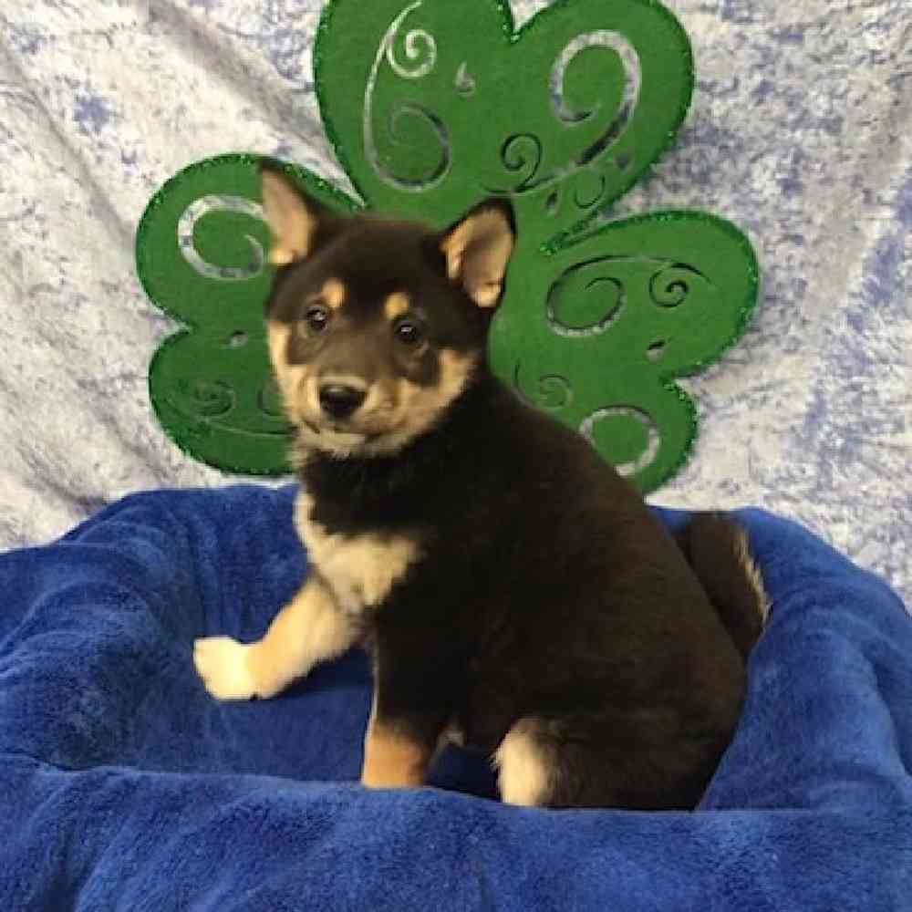 Male Shiba Inu Puppy for Sale in OMAHA, NE