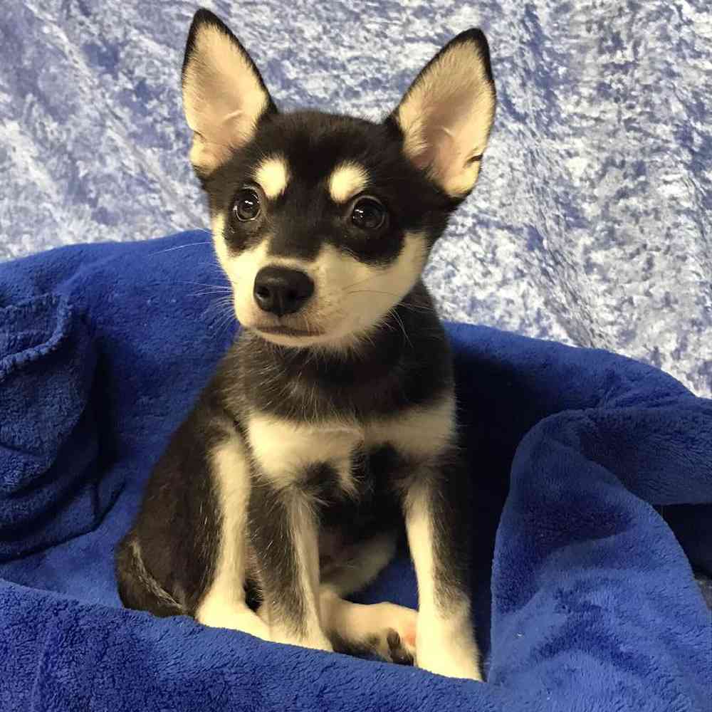 Female Alaskan Klee Kai Puppy for sale