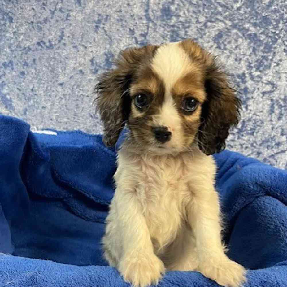 Male Cocker Spaniel/Cavalier King Charles Puppy for sale