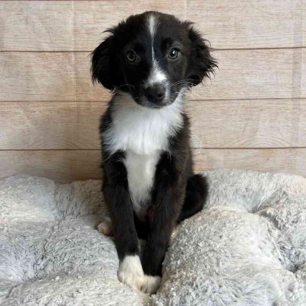 Male Miniature Australian Shepherd Puppy for Sale in OMAHA, NE