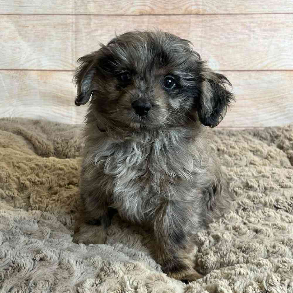 Female Miniature Australian Shepherd/ Poodle Puppy for Sale in OMAHA, NE