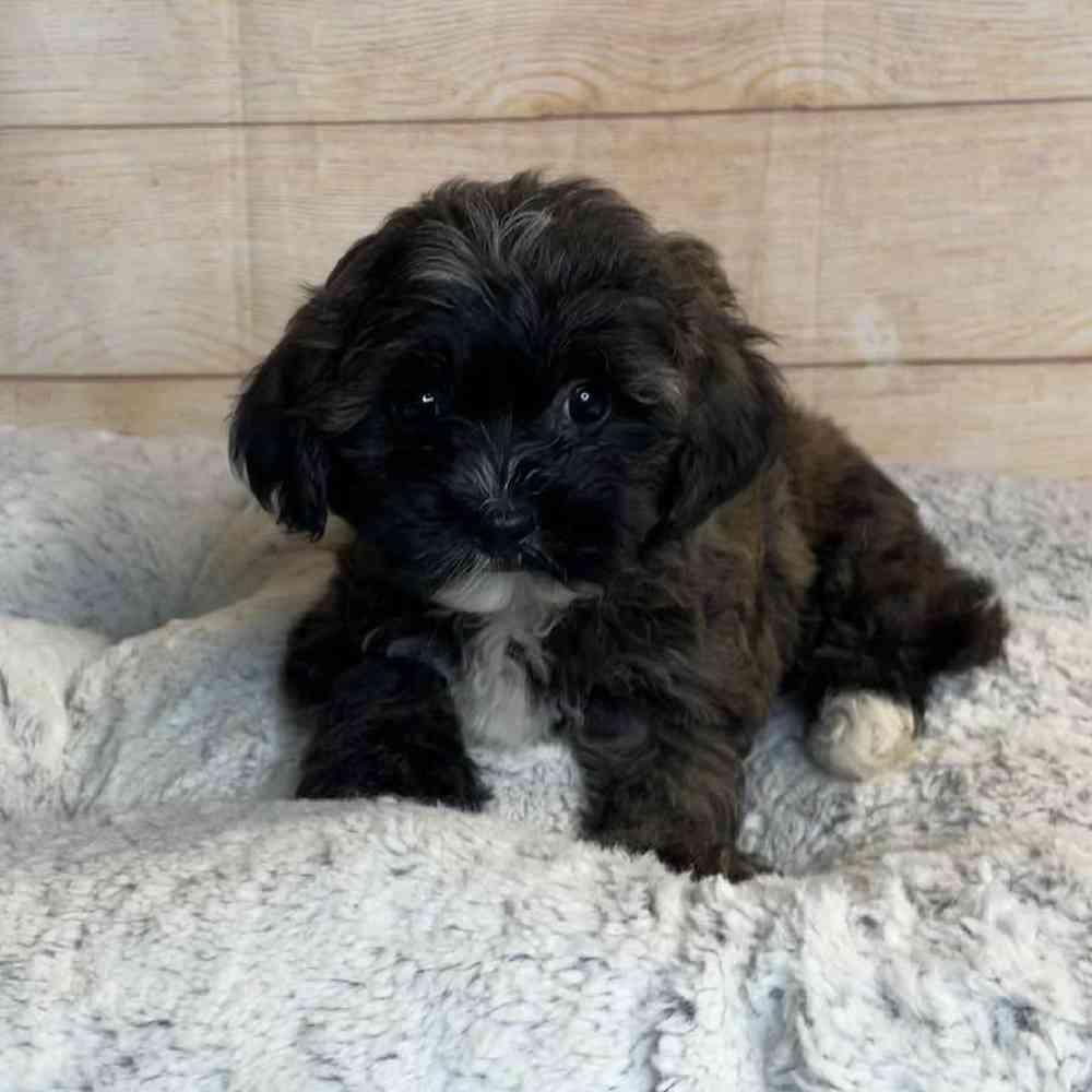 Female Yorkshire Terrier/ShihTzu/Poodle Puppy for Sale in OMAHA, NE