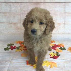 Golden Retriever/ Poodle